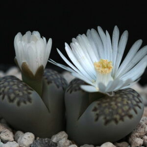 Lithops Julii Fulleri Seeds