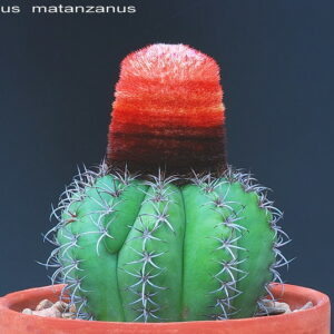 Melocactus Matanzanus Seeds