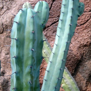 Myrtillocactus Geometrizans Seeds